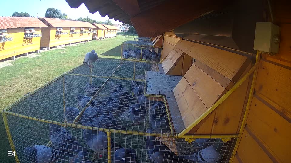 Pigeon Arrival Image For Race Race 3
