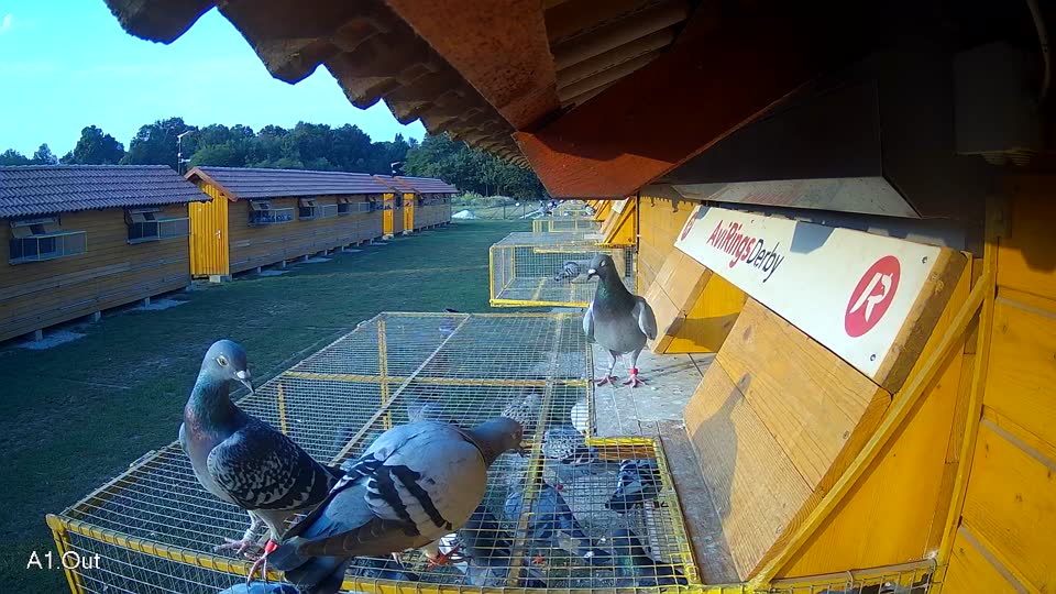 Pigeon Arrival Image For Race Race 4