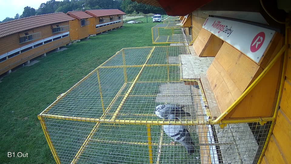 Pigeon Arrival Image For Race Final race 1