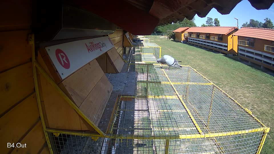 Pigeon Arrival Image For Race Race 5