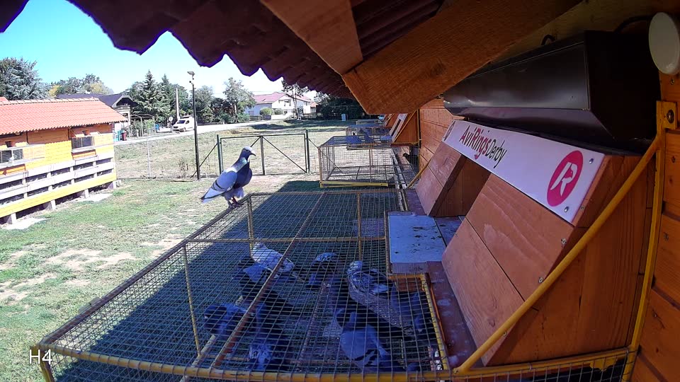 Pigeon Arrival Image For Race Race 4
