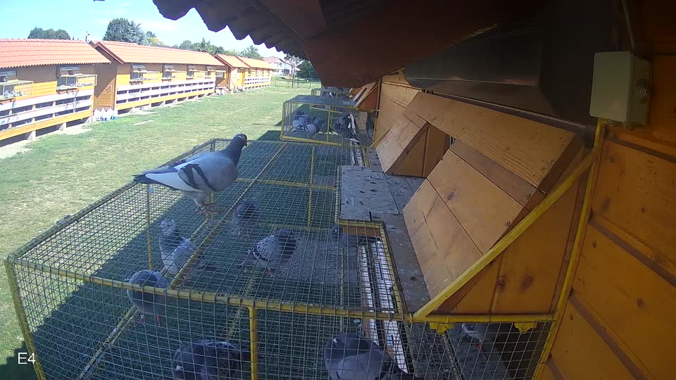 Pigeon Arrival Image For Race Race 5