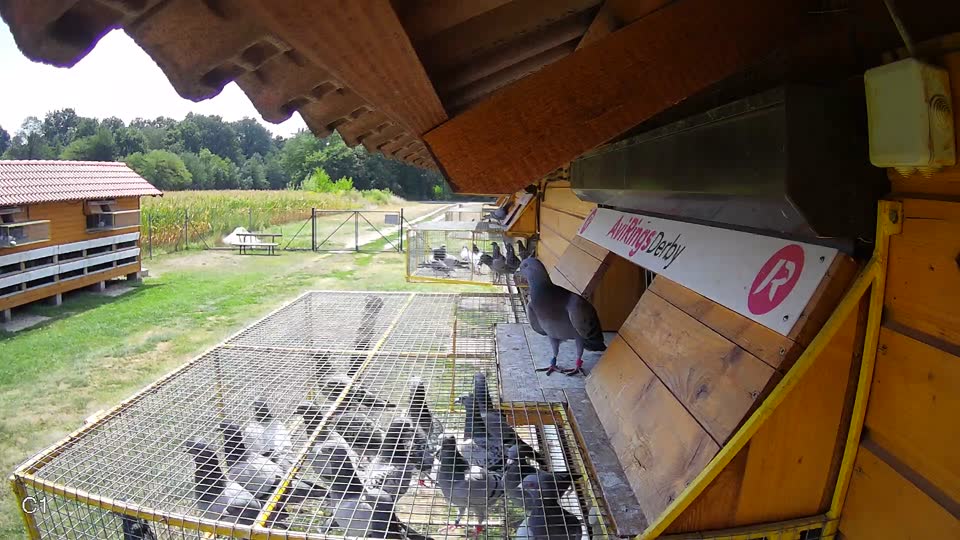 Pigeon Arrival Image For Race Race 1