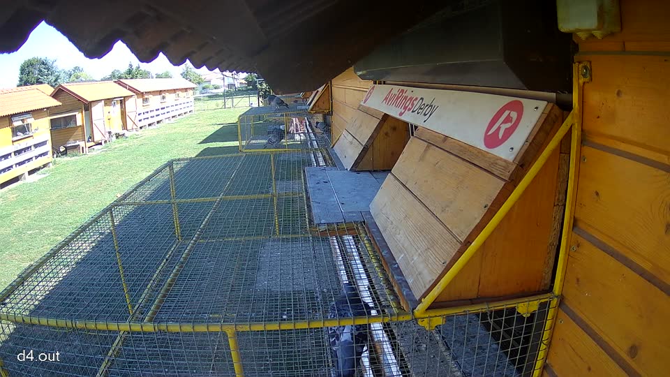 Pigeon Arrival Image For Race Race 5