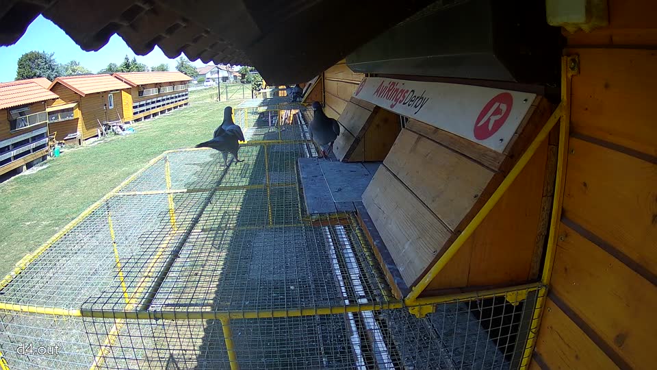 Pigeon Arrival Image For Race Race 3