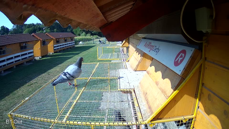 Pigeon Arrival Image For Race Race 1