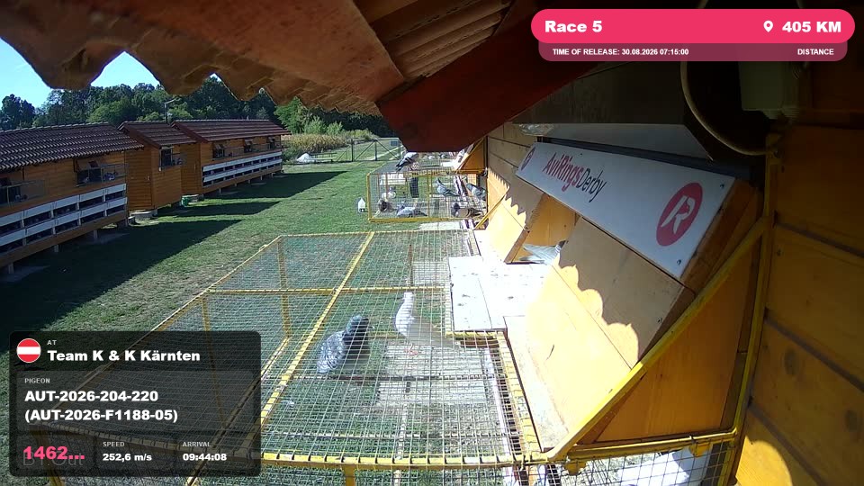 Pigeon Arrival Image For Race Race 5