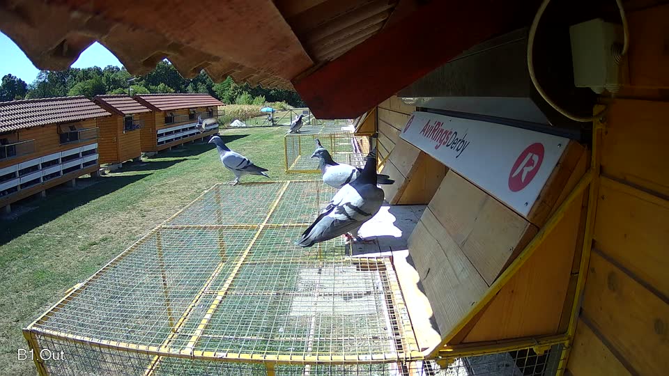 Pigeon Arrival Image For Race Race 3