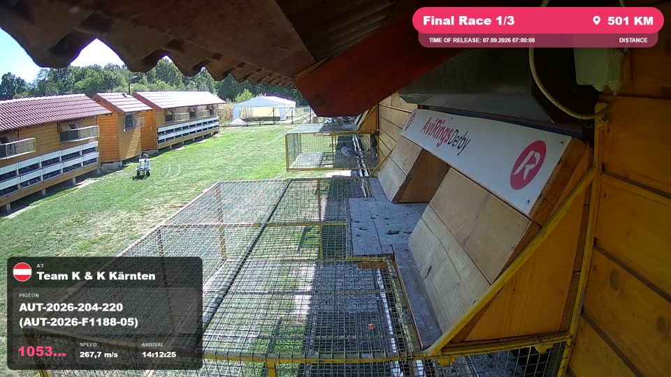 Pigeon Arrival Image For Race Final Race 1/3