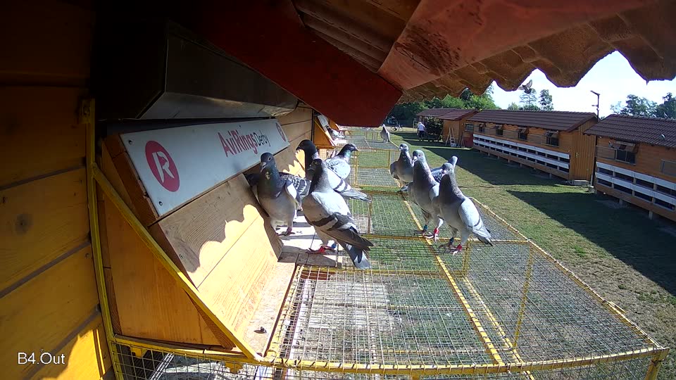Pigeon Arrival Image For Race Race 2