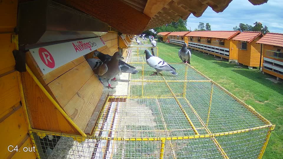 Pigeon Arrival Image For Race Race 4