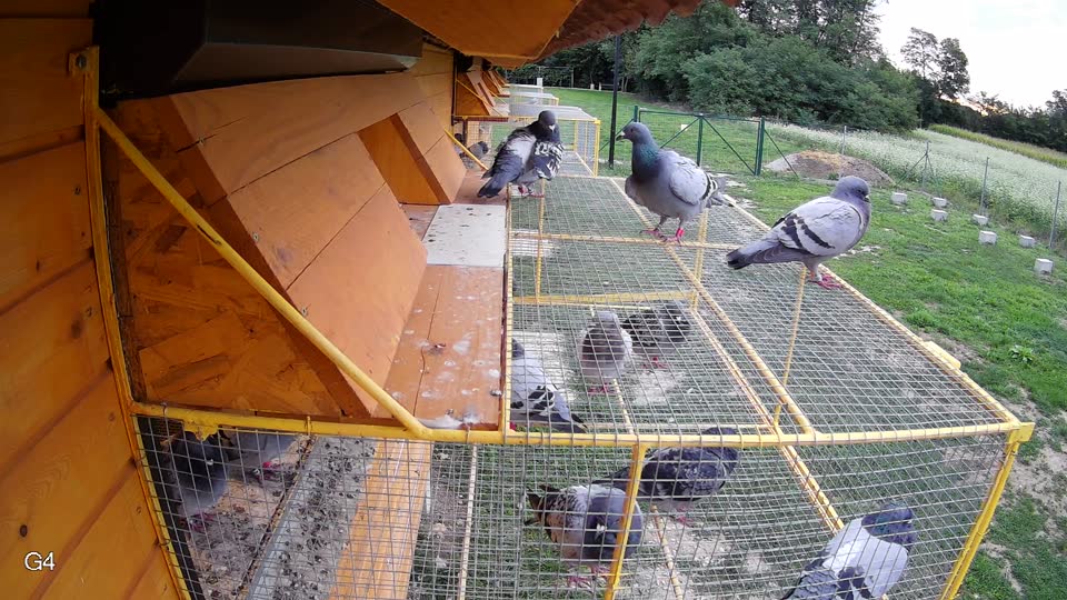 Pigeon Arrival Image For Race Race 6