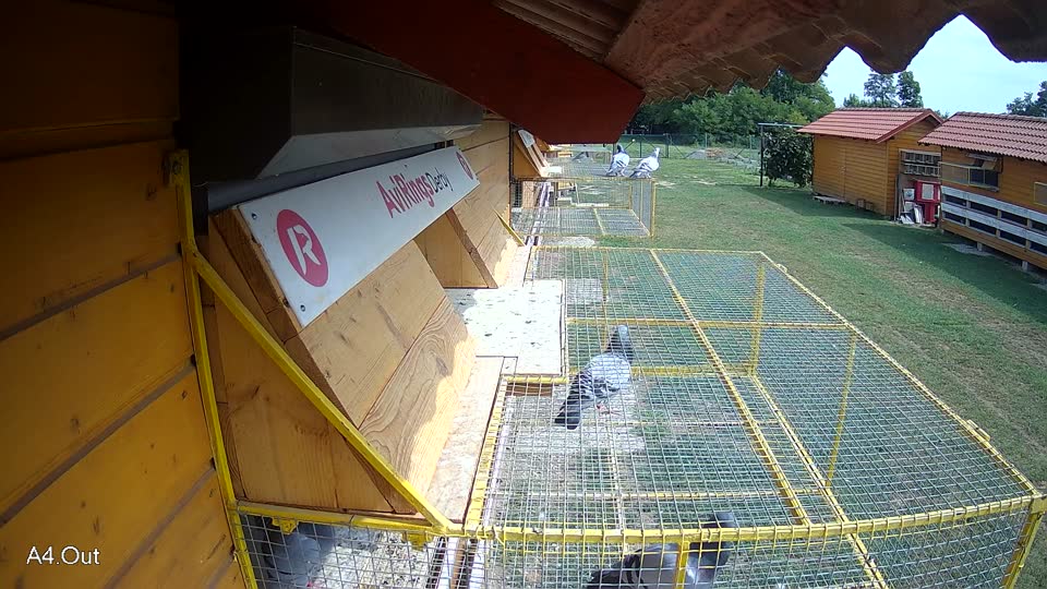 Pigeon Arrival Image For Race Race 3