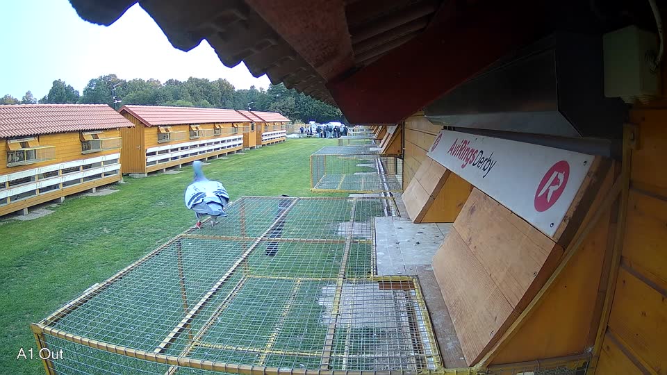 Pigeon Arrival Image For Race Final race 3