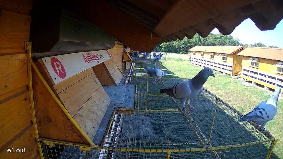 Pigeon Arrival Image For Race Race 2