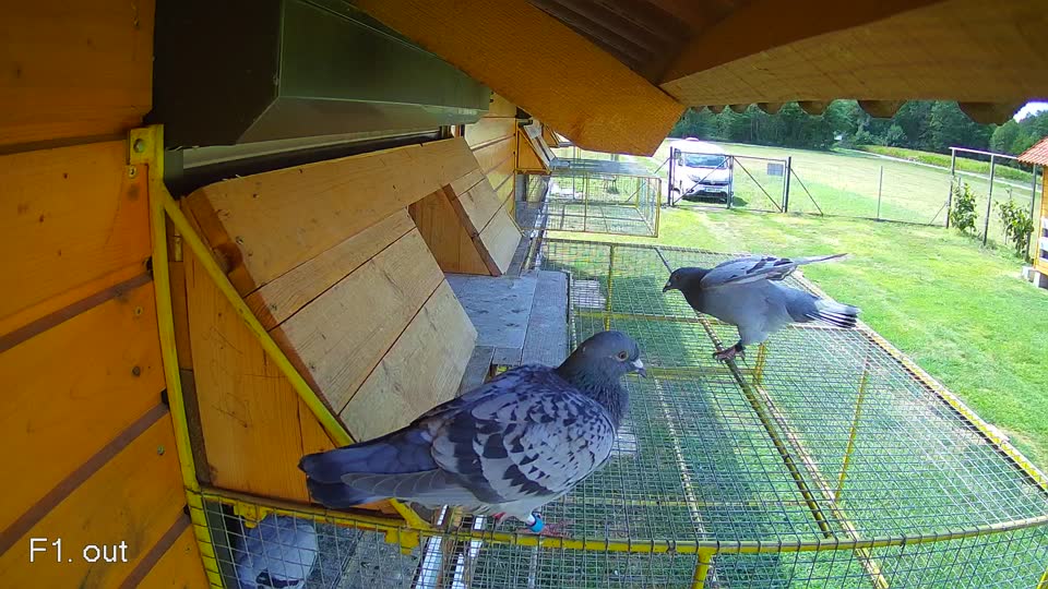 Pigeon Arrival Image For Race Race 4