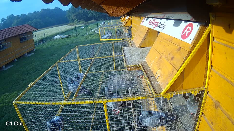 Pigeon Arrival Image For Race Final race 1