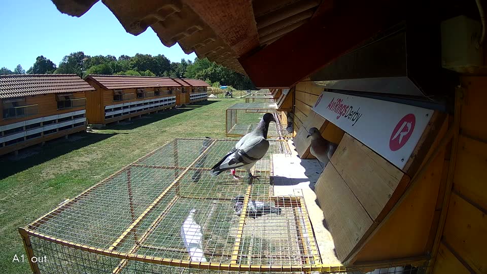 Pigeon Arrival Image For Race Race 3