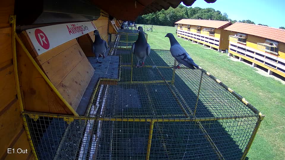 Pigeon Arrival Image For Race Race 2