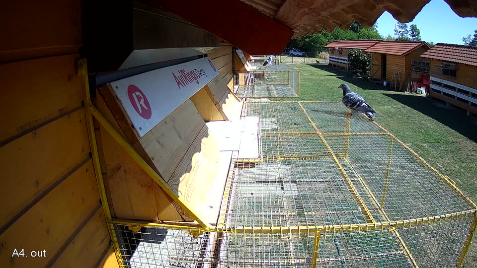 Pigeon Arrival Image For Race Race 3