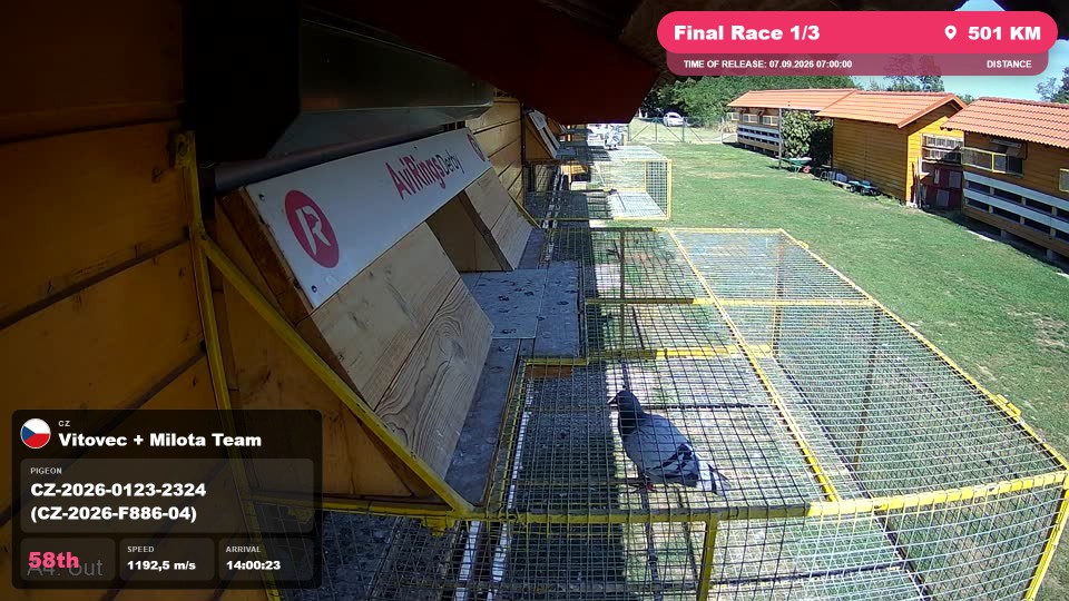 Pigeon Arrival Image For Race Final Race 1/3