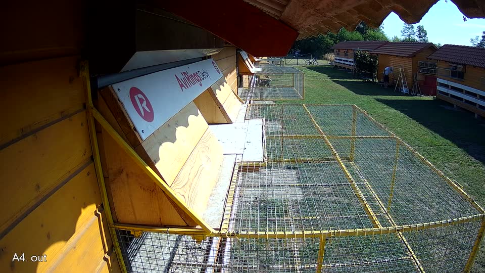Pigeon Arrival Image For Race Race 2