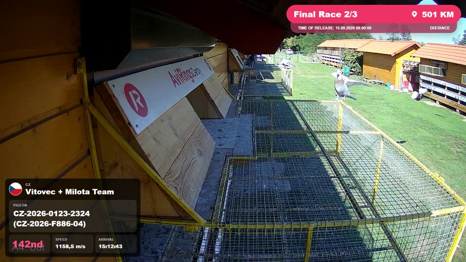 Pigeon Arrival Image For Race Final Race 2/3