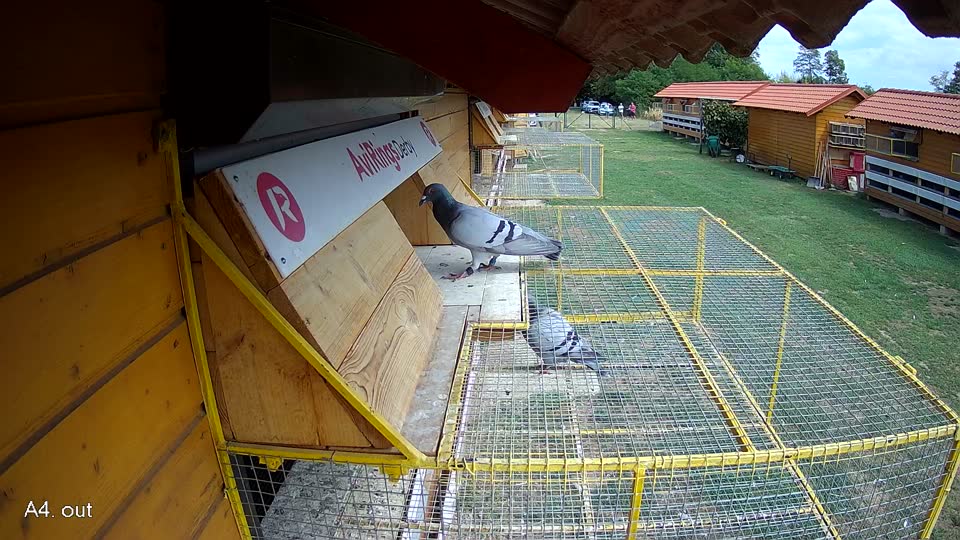 Pigeon Arrival Image For Race Race 4