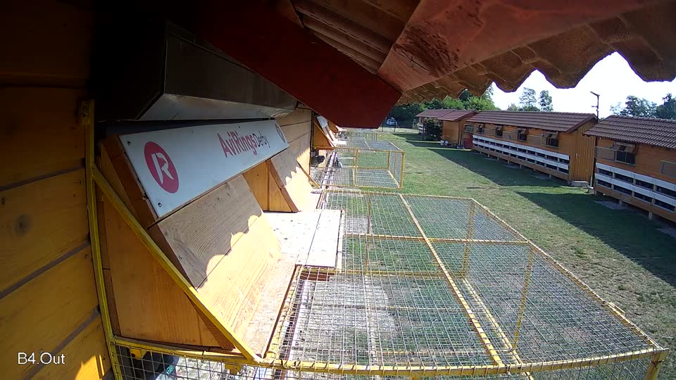 Pigeon Arrival Image For Race Race 1