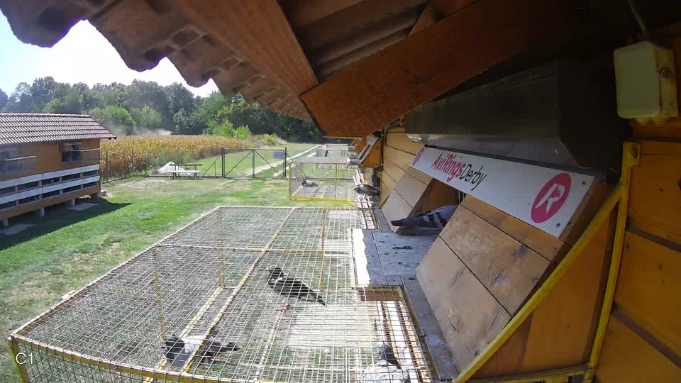 Pigeon Arrival Image For Race Race 5