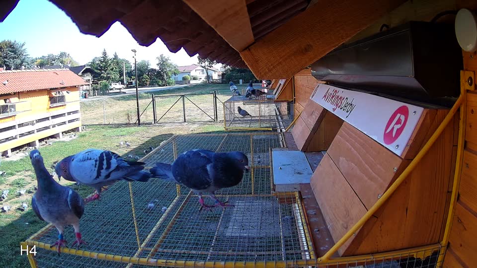 Pigeon Arrival Image For Race Race 2