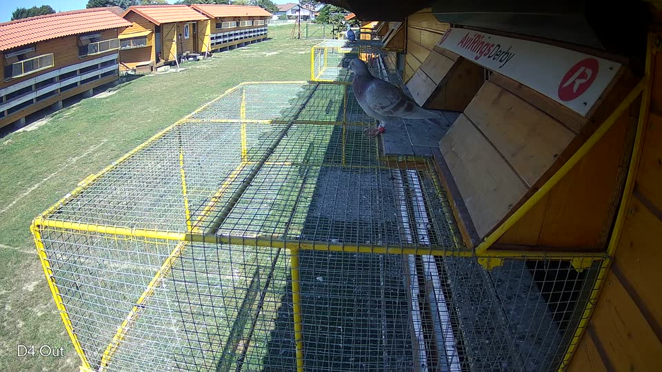 Pigeon Arrival Image For Race Race 5