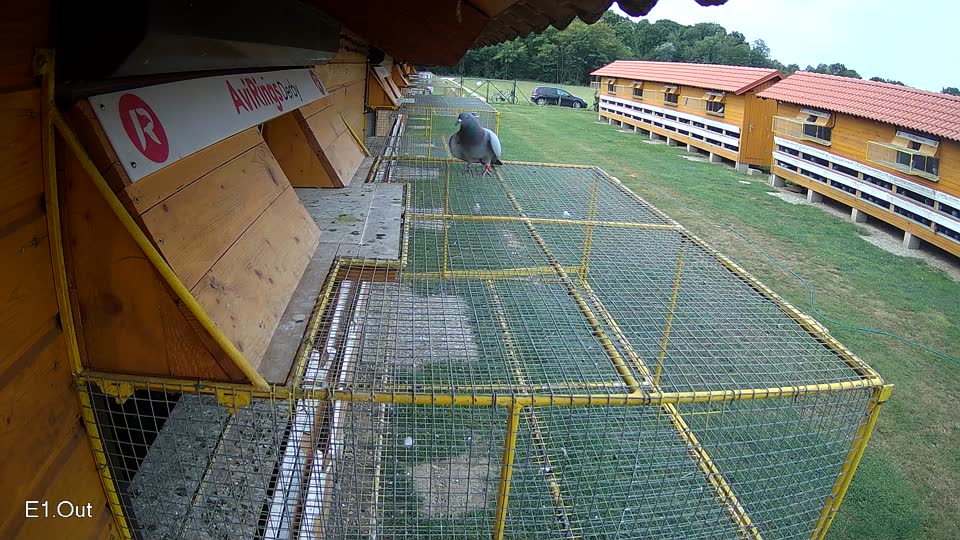 Pigeon Arrival Image For Race Race 3