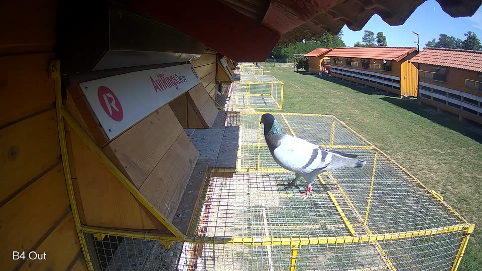Pigeon Arrival Image For Race Race 5