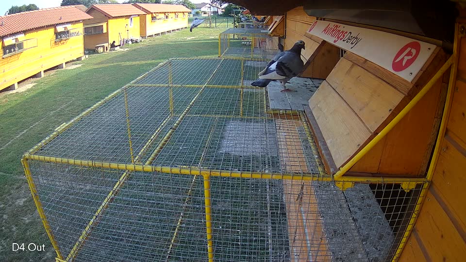 Pigeon Arrival Image For Race Race 4