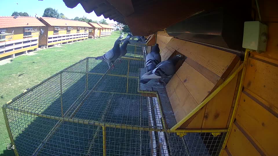 Pigeon Arrival Image For Race Race 2