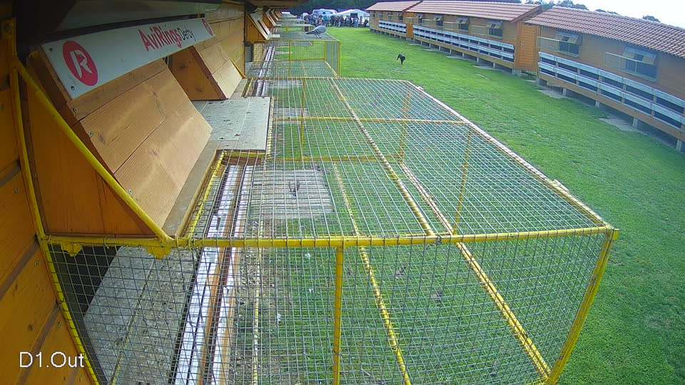 Pigeon Arrival Image For Race Final race 3