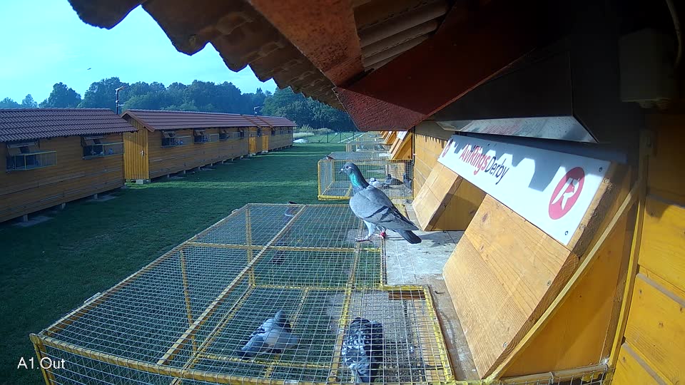 Pigeon Arrival Image For Race Final race 1