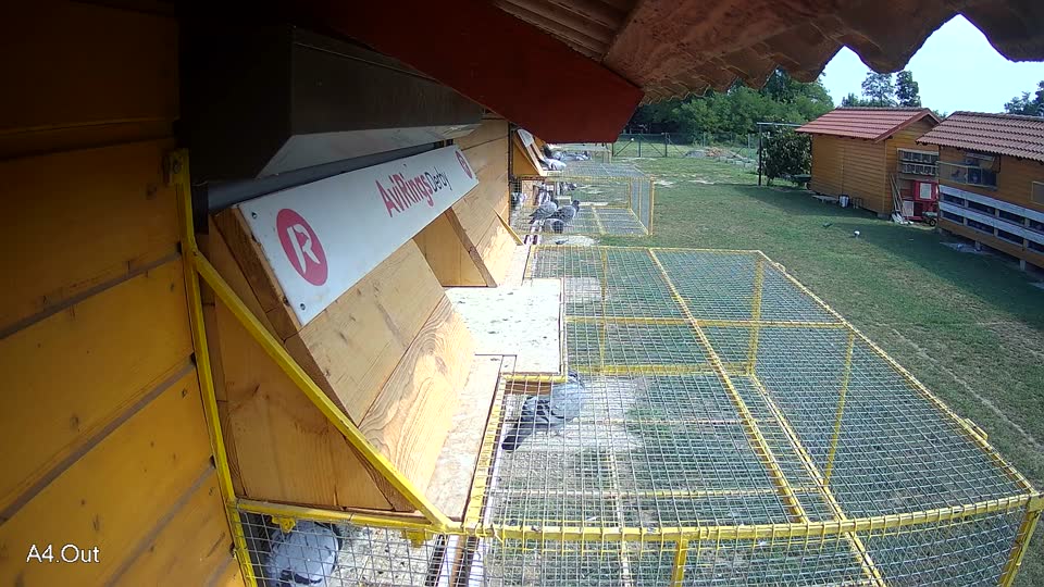 Pigeon Arrival Image For Race Race 4