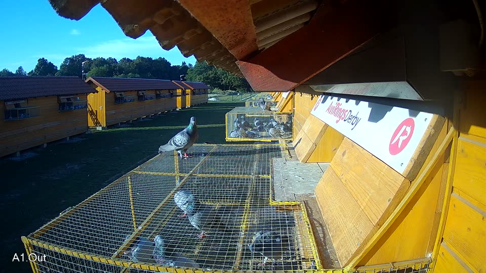 Pigeon Arrival Image For Race Race 5