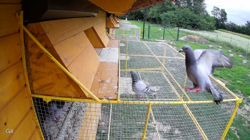 Pigeon Arrival Image For Race Race 6