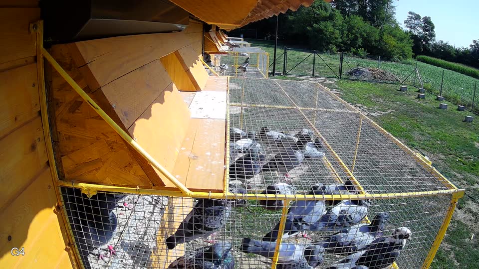 Pigeon Arrival Image For Race Race 3