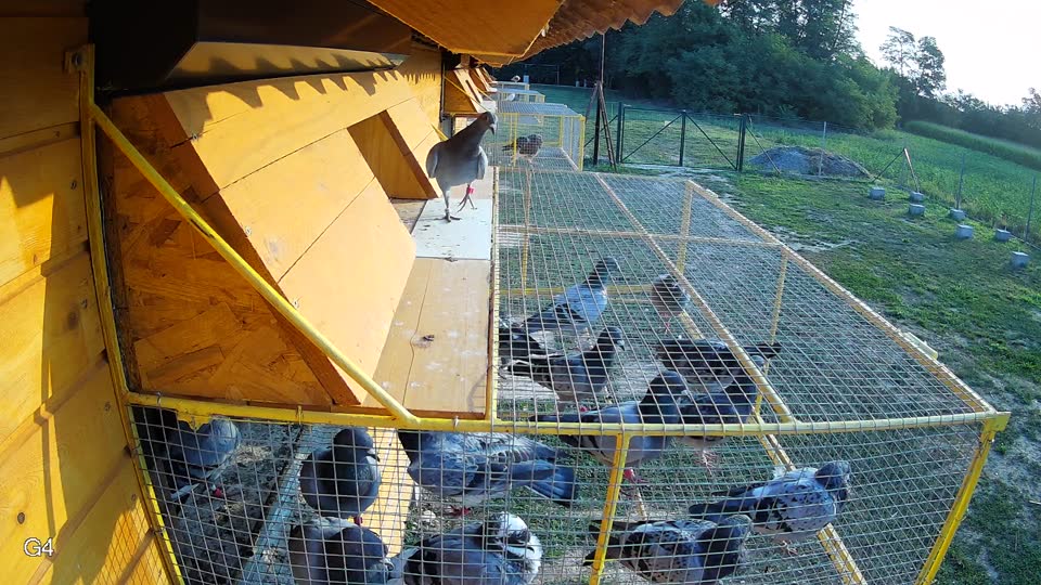 Pigeon Arrival Image For Race Race 4