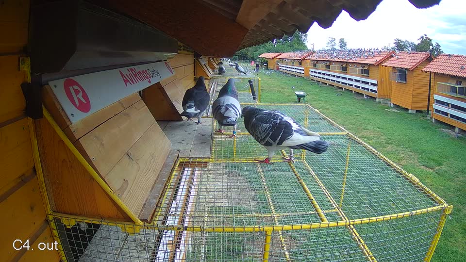 Pigeon Arrival Image For Race Race 5