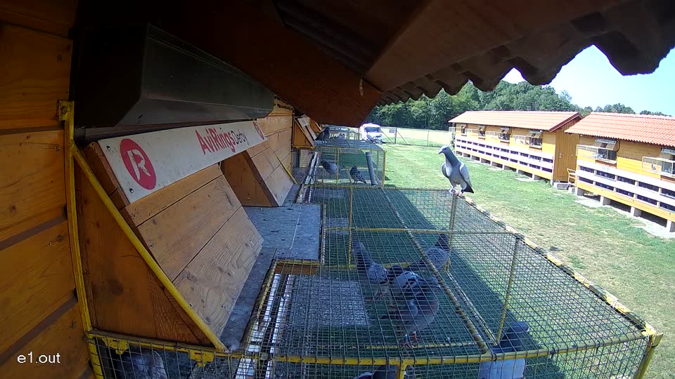 Pigeon Arrival Image For Race Race 1