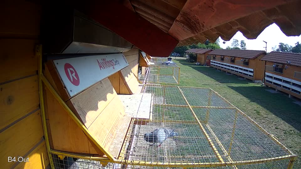 Pigeon Arrival Image For Race Race 1