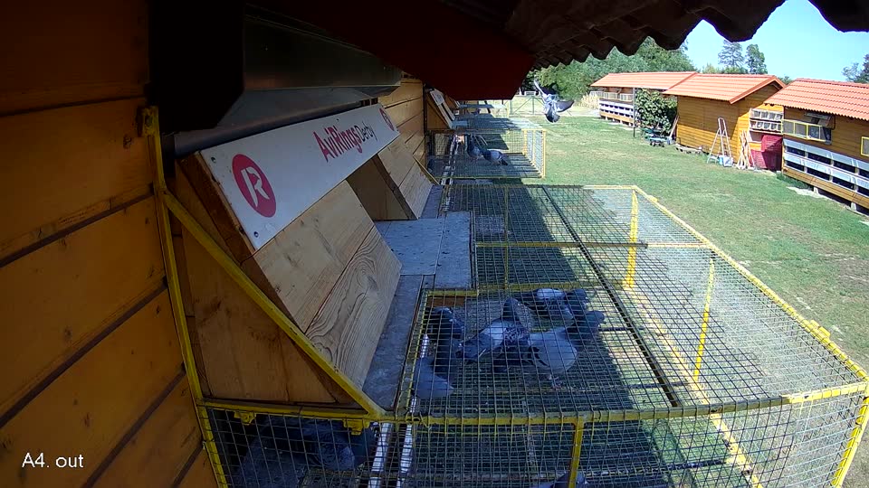 Pigeon Arrival Image For Race Race 2