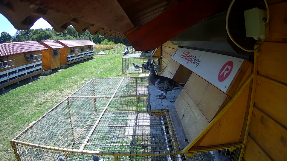 Pigeon Arrival Image For Race Race 4