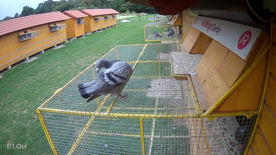 Pigeon Arrival Image For Race Race 6