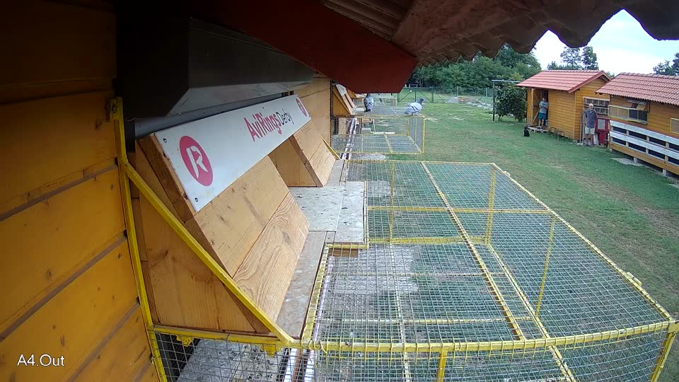 Pigeon Arrival Image For Race Race 3